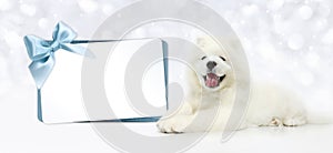 Dog with blank gift card isolated on blurred lights white