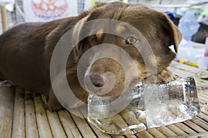 Dog on block of ice