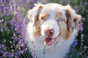 The dog in the blooming lilac lavender