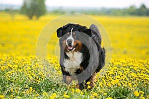 Dog on a blossoming yellow field