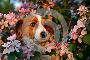 Dog in the blossoms