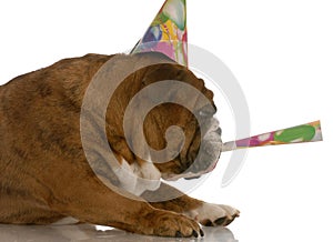 Dog blowing birthday horn