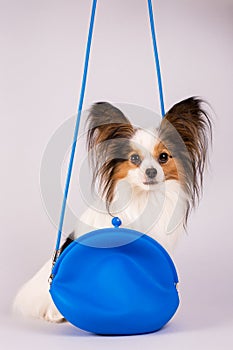 Dog in a blue bag
