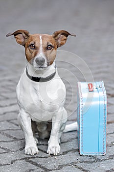 Dog with a blue bag