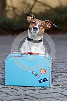 Dog with a blue bag