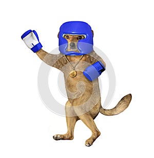 Dog in blue boxing uniform