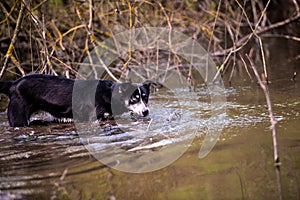 Dog with blue and brown eyes floats in the river. Dog hunter
