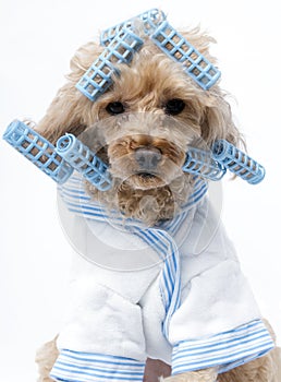 Dog in Blue Curlers