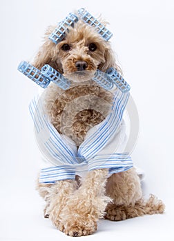 Dog in Blue Curlers and Bathrobe photo