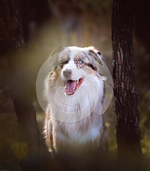 Dog with blue eyes