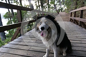 Dog with blue eyes and hanging tongue