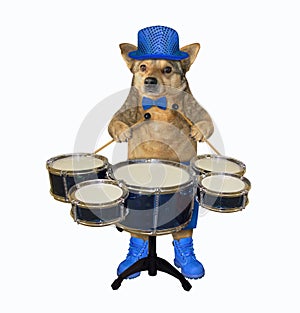 Dog in blue hat plays the drums