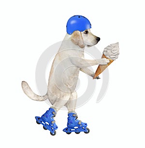 Dog in blue helmet rides roller skates