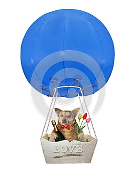 Dog in a blue hot  air balloon