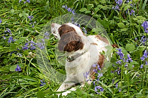 Dog among bluebells