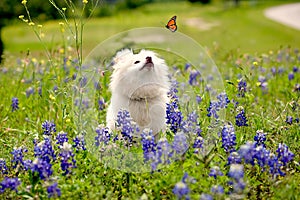 Dog in a bluebonnet field