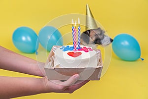 Dog in blur, focus on the cake. happy dog in party hat celebrating birthday, unrecognizable female owner holding b-day cake in