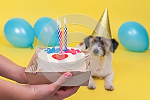 Dog in blur, focus on the cake. happy dog in party hat celebrating birthday, unrecognizable female owner holding b-day cake in
