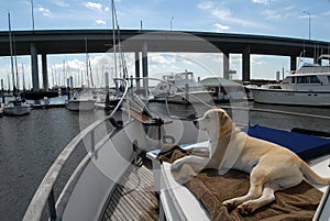 Dog on Boat