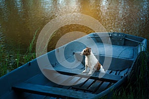 dog in the boat. Active wet Jack Russell Terrier in nature
