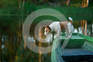 dog in the boat. Active wet Jack Russell Terrier in nature