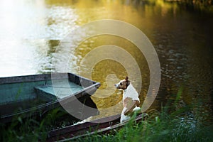 dog in the boat. Active wet Jack Russell Terrier in nature