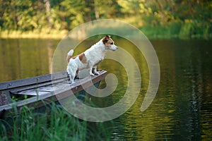 dog in the boat. Active wet Jack Russell Terrier in nature