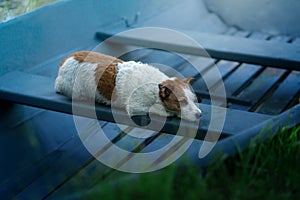 dog in the boat. Active wet Jack Russell Terrier in nature