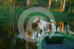 dog in the boat. Active wet Jack Russell Terrier in nature