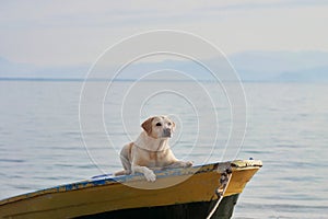 dog on the boat. Fawn Labrador in nature on the background of the lake. Traveling with a pet.