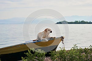dog on the boat. Fawn Labrador in nature on the background of the lake. Traveling with a pet.