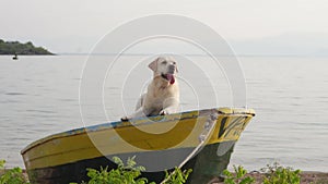 dog on the boat. Fawn Labrador in nature on the background of the lake. Traveling with a pet.