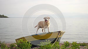 dog on the boat. Fawn Labrador in nature on the background of the lake. Traveling with a pet.