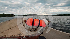 Dog in the boat. Jack russell terrier in a life jacket on the lake