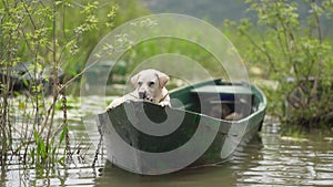 dog in the boat. Labrador Retriever in nature