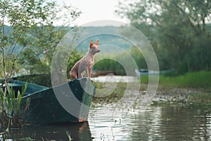 dog on the boat. Little pet adventure. American Hairless Terrier outdoors