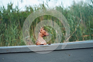 dog on the boat. Little pet adventure. American Hairless Terrier outdoors