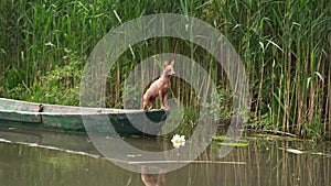 dog on the boat. Little pet adventure. American Hairless Terrier outdoors