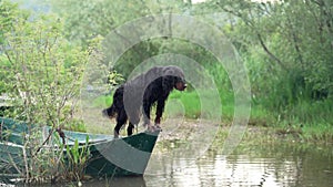 dog on the boat. Little pet adventure. Gordon setter in nature