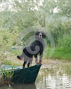 dog on the boat. Little pet adventure. Gordon setter in nature