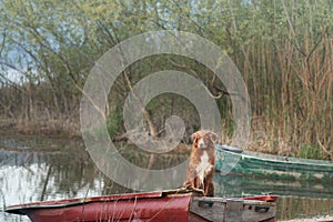 dog in the boat. The Nova Scotia Toling Retriever laid her head. sad. Travel with a pet in nature