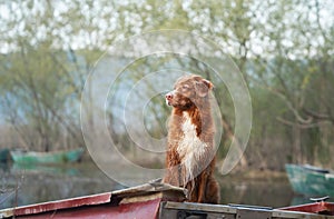 dog in the boat. The Nova Scotia Toling Retriever laid her head. sad. Travel with a pet in nature