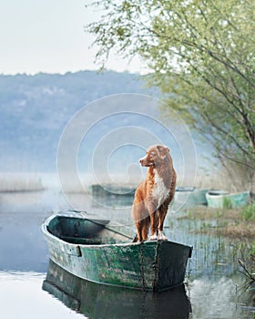 dog in the boat. The Nova Scotia Toling Retriever laid her head. sad. Travel with a pet in nature