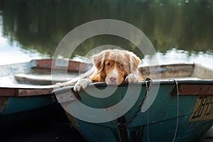 Dog in the boat. Traveling with pet. Nova Scotia Duck Tolling Retriever in nature