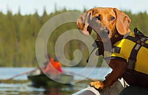 Dog boat trip.