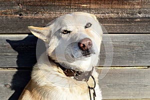 Dog body language: scared dog with ears flattened