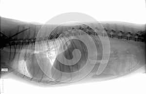 Dog body x-ray