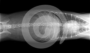 Dog body x-ray