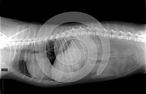 Dog body x-ray
