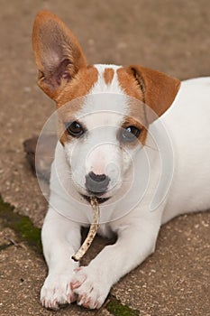 Dog with a Bone